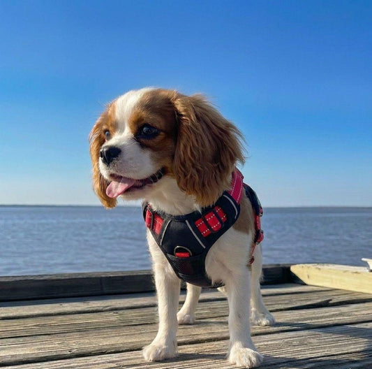 Venture Paw Pull Control Dog Harness – Black Cherry | No‑Pull Design