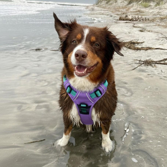 Venture Paw Pull Control Dog Harness – Mermaid Lilac | No‑Pull Design
