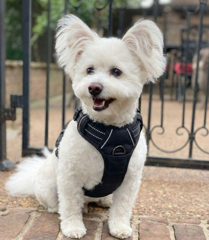Venture Paw Pull Control Dog Harness – Midnight | No‑Pull Design