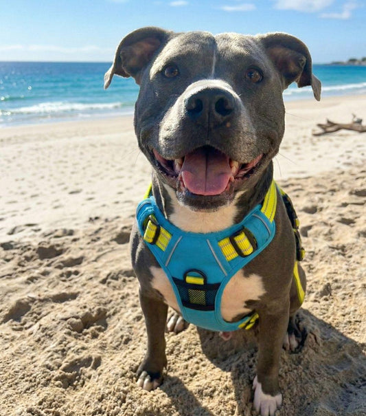 Venture Paw Pull Control Dog Harness – Sun Chaser Blue | No‑Pull Design