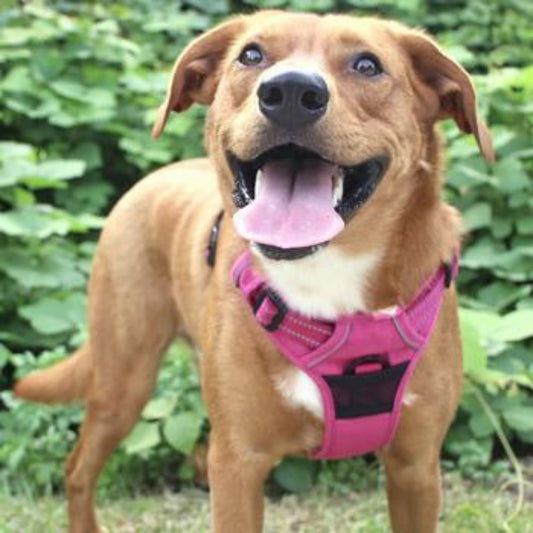 Dog wearing Wild Raspberry Pull Control dog harness
