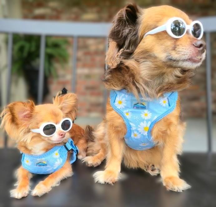 Wrap and Snap Choke Free Dog Harness by Doggie Design - Blue Daisy