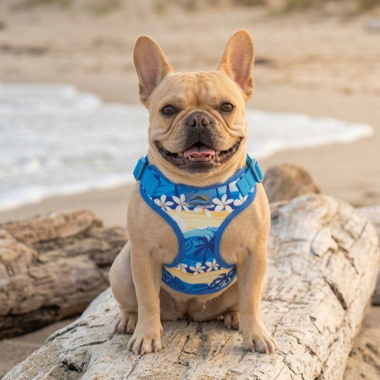 Wrap and Snap Choke Free Dog Harness by Doggie Design - Catching Waves