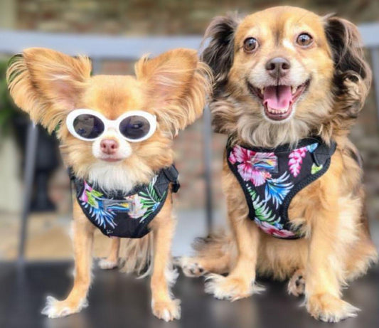 Wrap and Snap Choke Free Dog Harness by Doggie Design - Paradise Nights