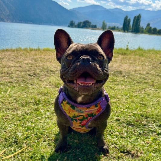 Wrap and Snap Choke Free Dog Harness by Doggie Design - Sunset Hibiscus