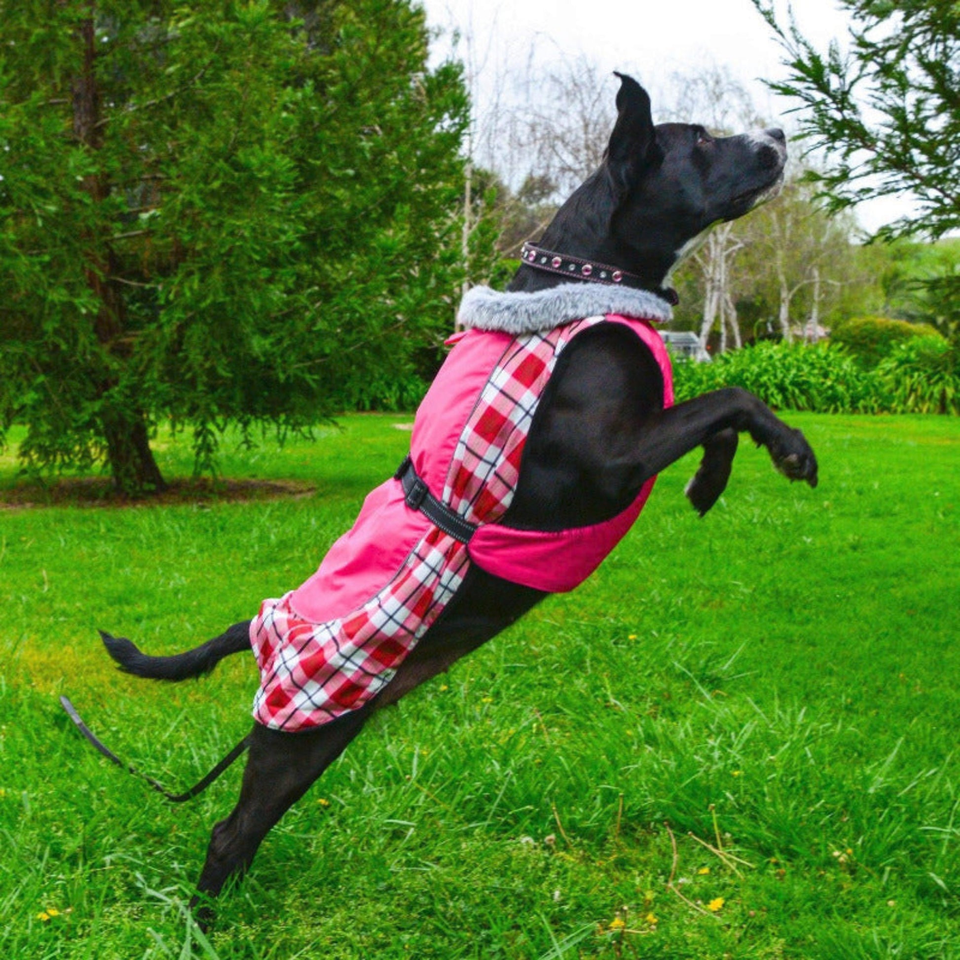 All Weather dog coat for that out door adventure