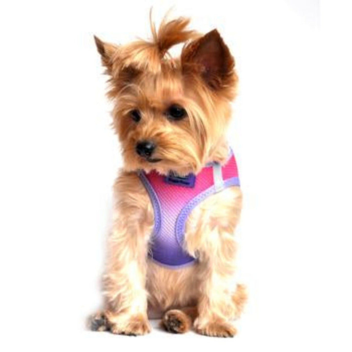 Raspberry Sundae dog harness
