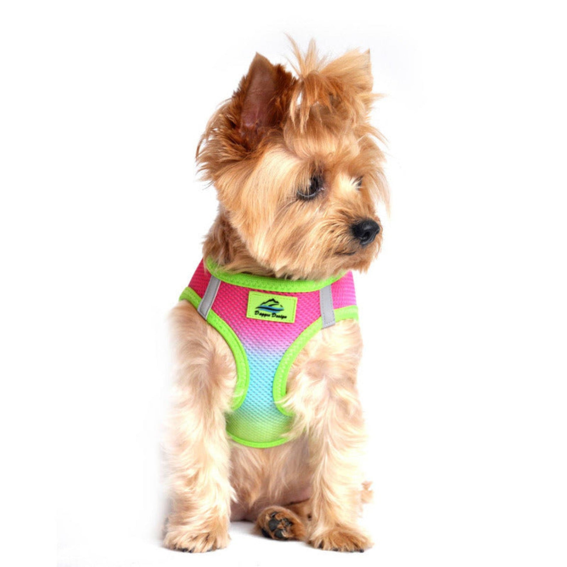Rainbow dog harness