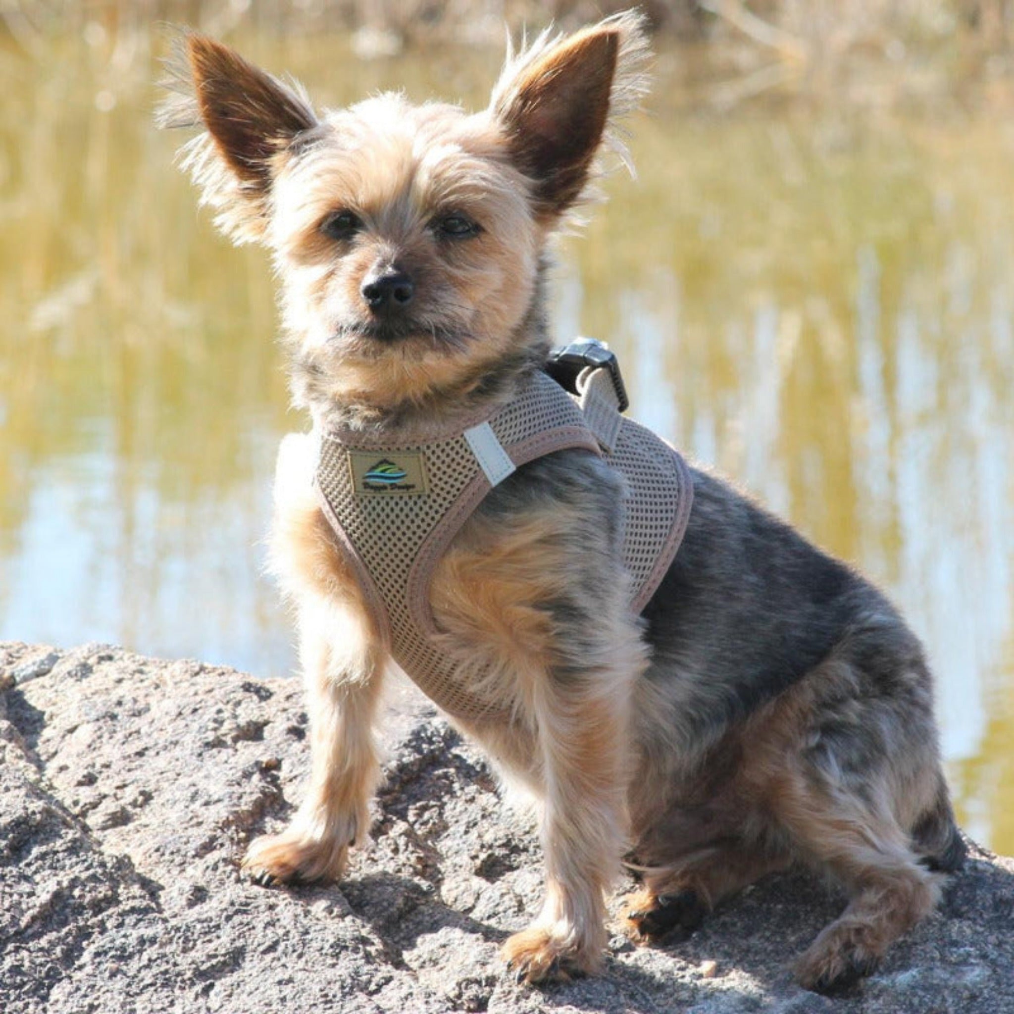 Fossil Brown Choke‑Free Dog Harness | American River by Doggie Design ...