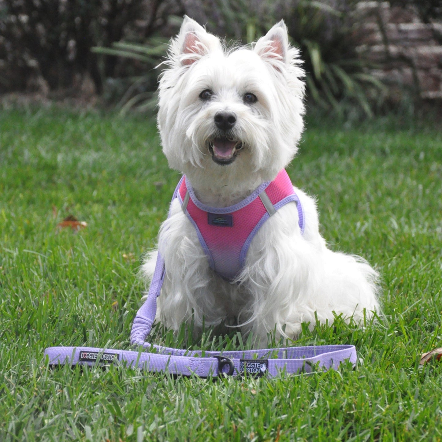 Soft Pull Leash – Ideal for Puppies & Training