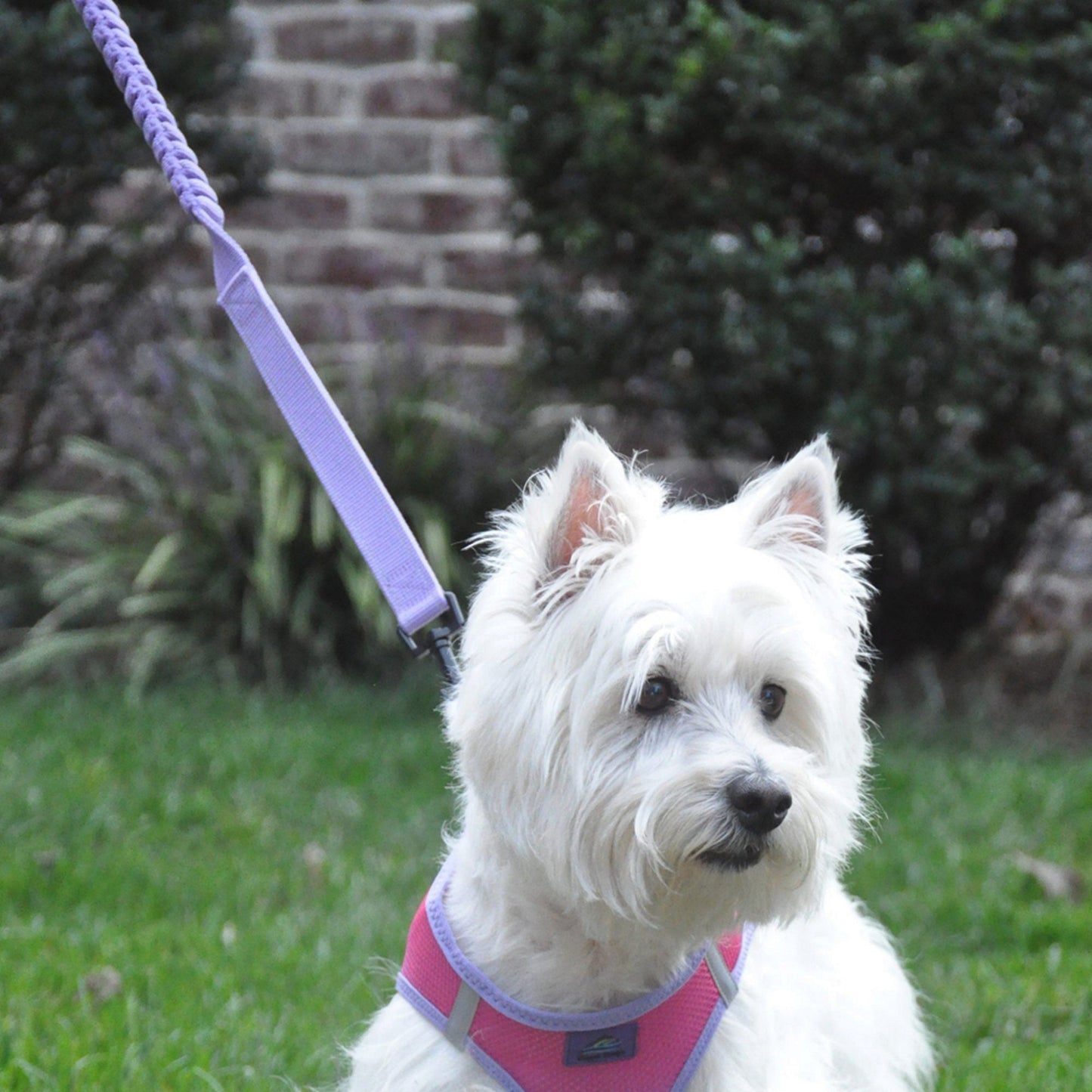 Soft Pull Leash – Ideal for Puppies & Training